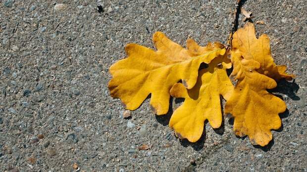 Осень в Барнауле / Фото: Екатерина Смолихина / amic.ru