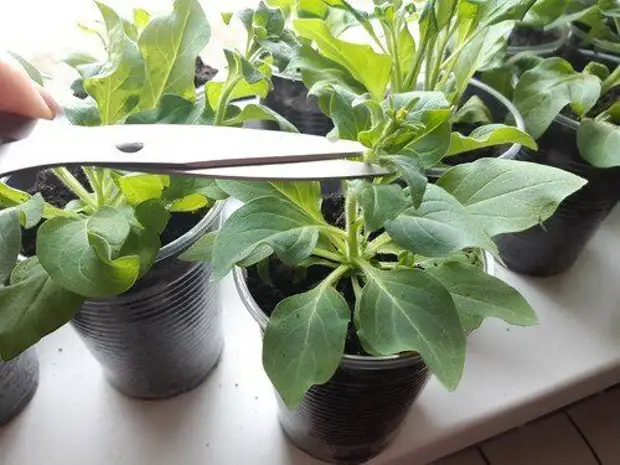 "Первая прищипка": как правильно начинать формировать ампельную и кустовую петунию, чтобы куст был пышным и красивым