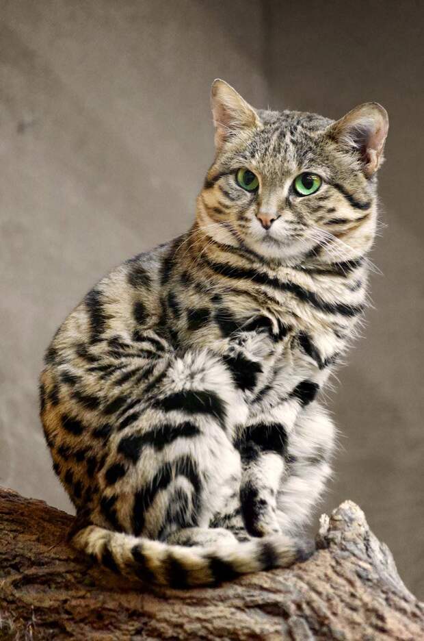 редкие дикие кошки, виды кошек, необычные кошки