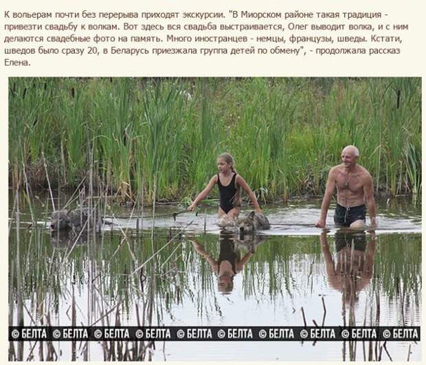 Семья белорусских фермеров вырастила стаю волков (12 фото) Семья белорусских фермеров вырастила стаю волков (12 фото)
