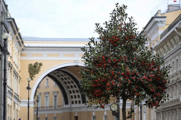 В Петербурге в этом году высадили десять тысяч деревьев и более пяти миллионов цветов