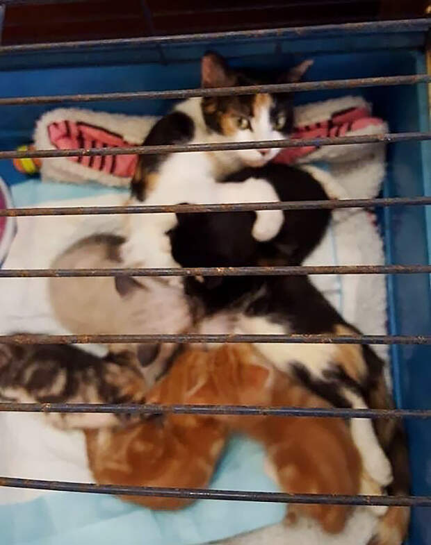 paralyzed-cat-mother-kittens-princess-1