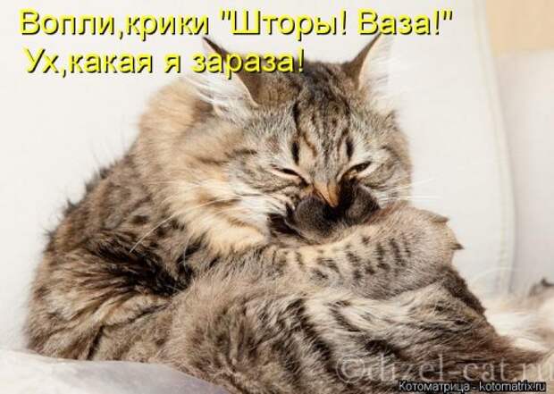 Новая котоматрица (29 фото)