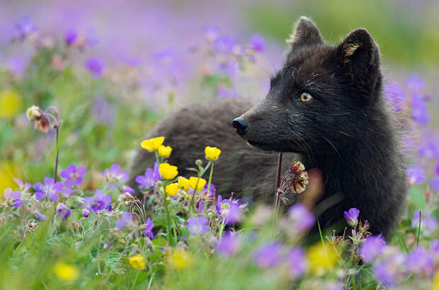 Black Silver Fox