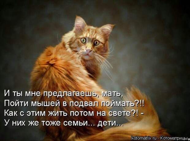 Лучшие котоматрицы недели