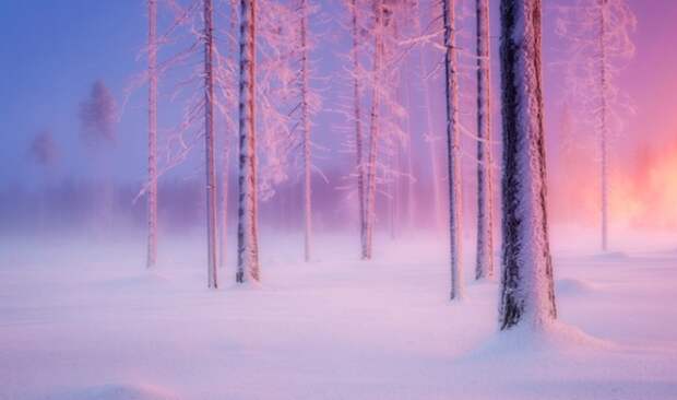 Зимнее безмолвие одиноких пейзажей: 12 мгновений «Волшебного леса»