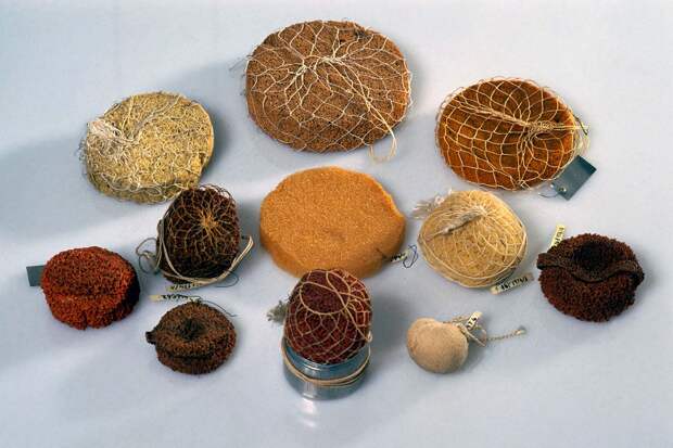 Противозачаточные губки, начало XX века. Губка, изготовленная из натуральных и синтетических материалов, была разработана для введения во влагалище женщины перед половым актом. Она служит барьерным методом контрацепции, предотвращая попадание сперматозоидов в матку. Первоначально использовались натуральные морские губки, которые иногда вымачивали в уксусе или лимонном соке, которые добавлялись в качестве спермицидных средств. Крайний справа пример выполнен из резины и имеет центральную полость для суппозитория и ручку для извлечения