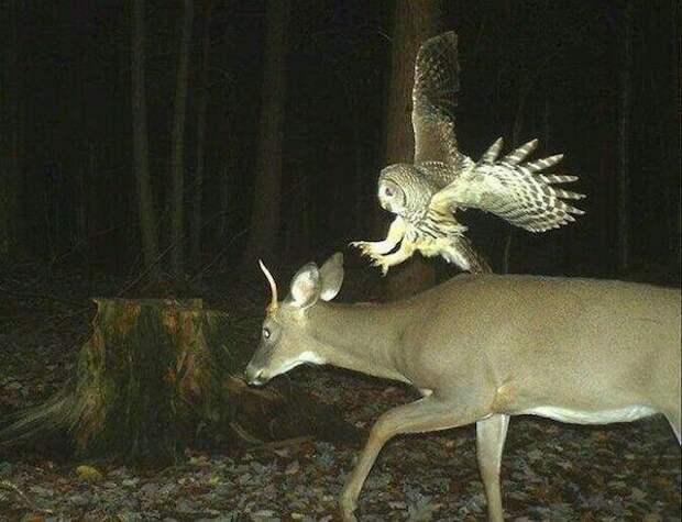 животные снятые на фотоловушку