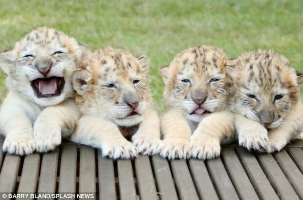 новорожденные белые львята и тигрята 
