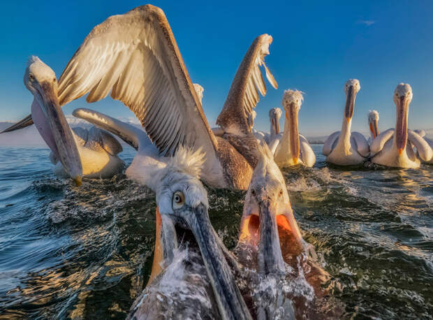 Международный конкурс фотографии от журнала Smithsonian