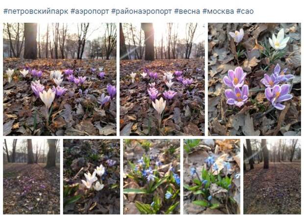 Фото дня: россыпи крокусов в районе Аэропорт
