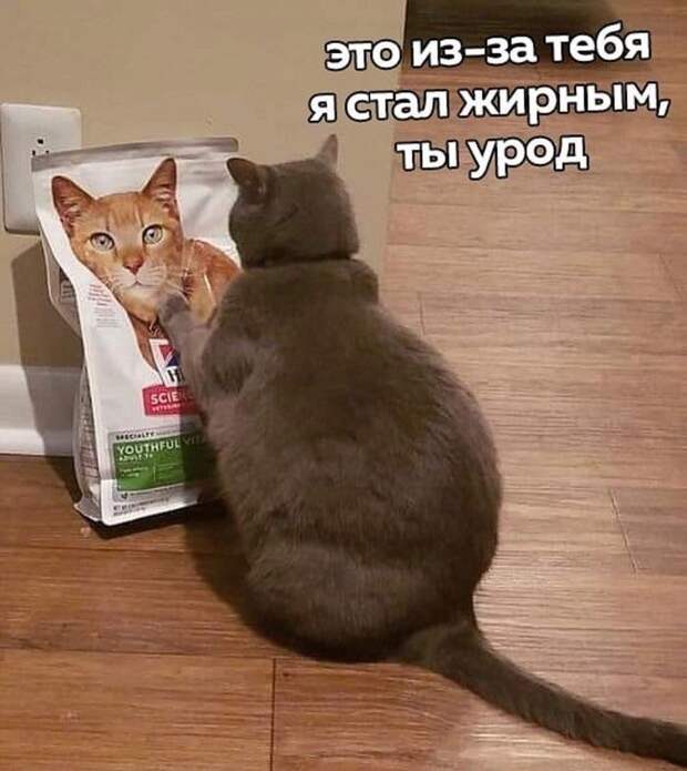 Это ты виноват!