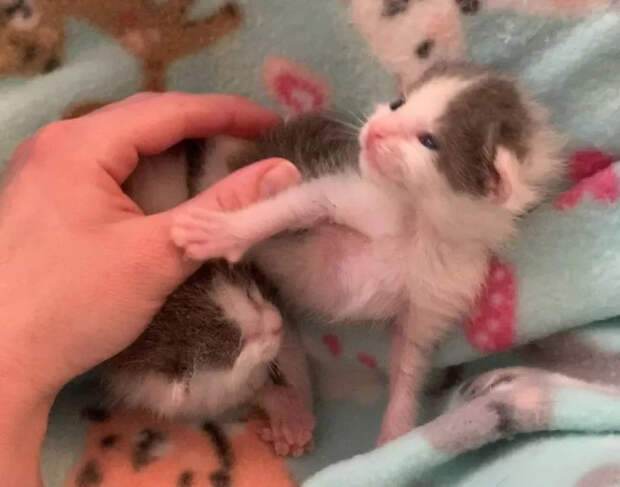 Без кота и жизнь не та