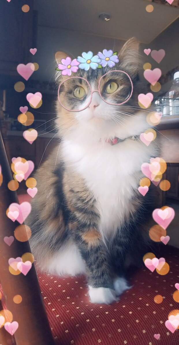 Кошачьи фильтры Snapchat