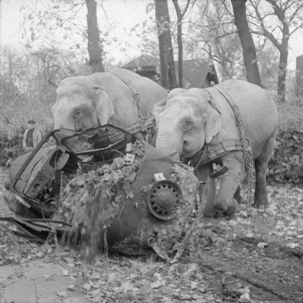 5. Цирковые слоны Кири и Мэни участвуют в уборке мусора с улиц разбомбленного Гамбурга. Германия, ноябрь 1945 года. исторические фотографии, история, фото