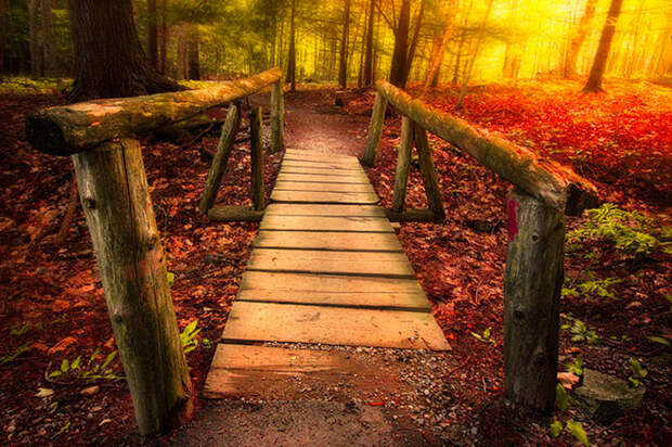 forest_02