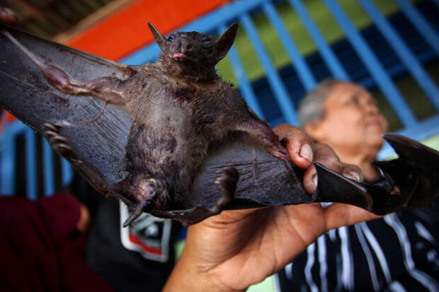 Bats Consumed For Good 22 Поедая мясо летучих мышей