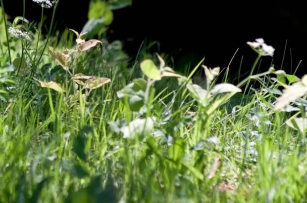 Агроном Терентьев рассказал о дикорастущих растениях с высокой пользой