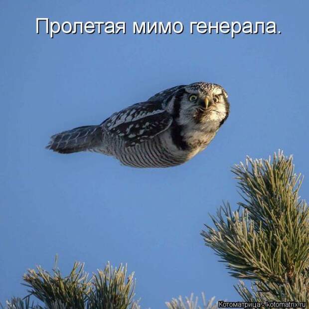Лучшие котоматрицы недели (50 фото)