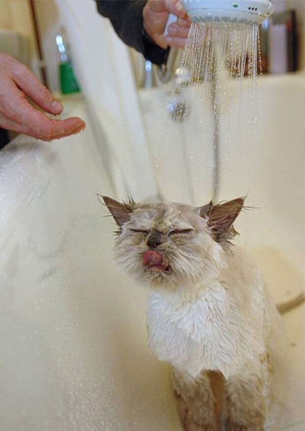 Неправильные коты  вода, кот