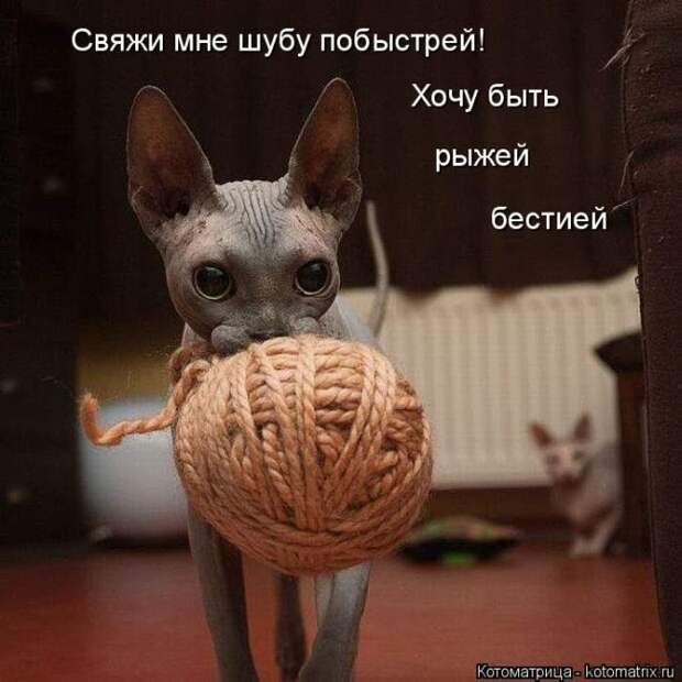 Лучшие котоматрицы недели