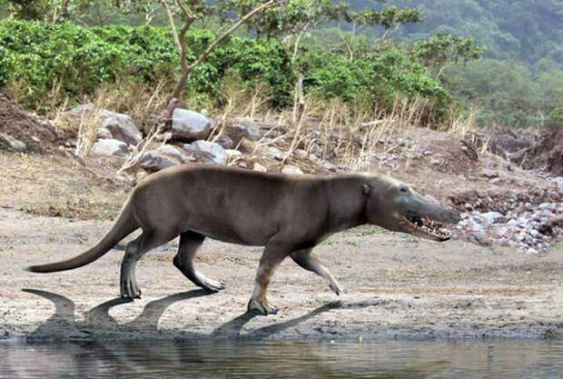 Миллионы лет назад киты ходили на четвереньках и были похожи на выдр