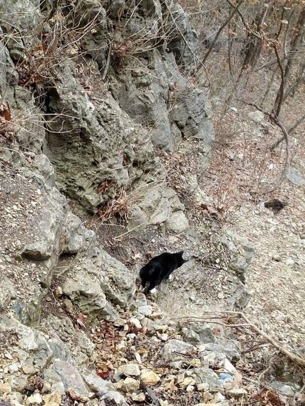 кот