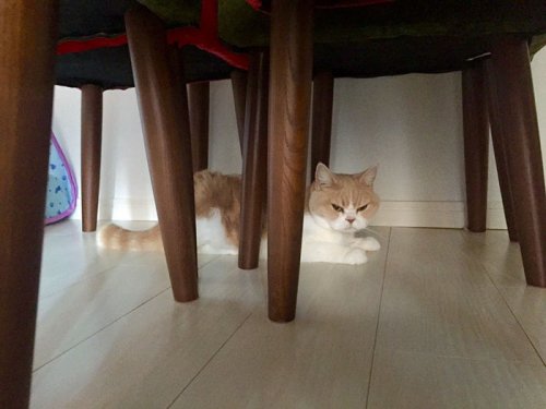 Grumpy Cat в японской версии (14 фото)