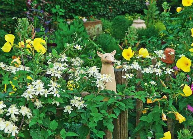 Деревянный забор увит клематисом фаргезиоидес (Clematis fargesioides) Paul Farges с мелкими ароматными цветками.