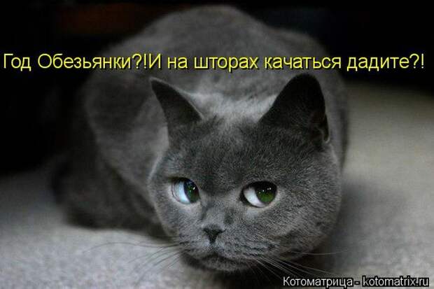Лучшие котоматрицы недели (50 фото)