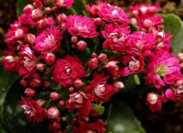 Несложные правила, которые обеспечат обильное цветение каланхоэ