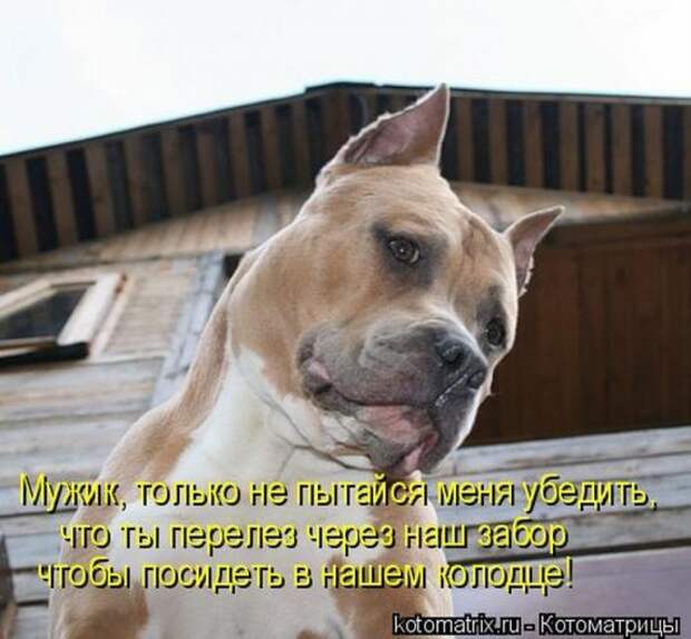 Котоматрица 26
