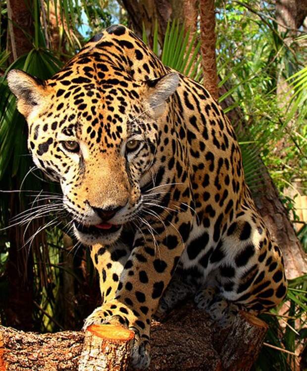 10 животных, которых можно встретить только в дождевых лесах