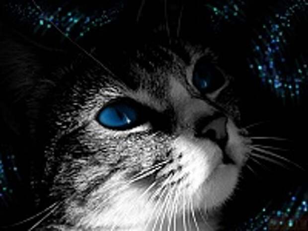 Кошки и Котята 120