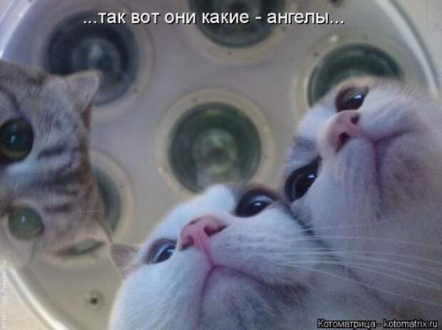Прикольные котоматрицы. Весёлые коты