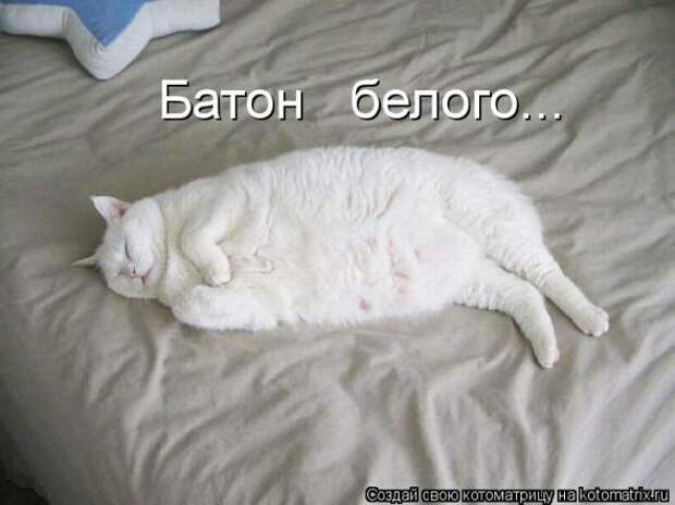 Подборка прикольных котоматриц