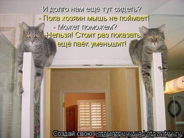 Котоматрицы :)