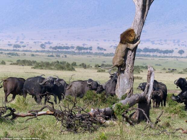 Лев спасается от стада разъярённых буйволов в заповеднике Масаи-Мара, Кения.