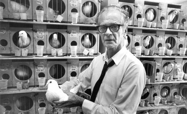 8-skinner