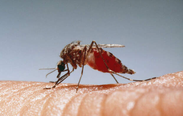 В Москве объявили охоту на комаров
