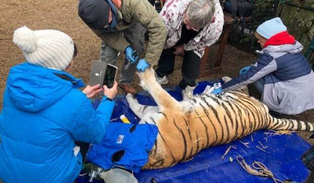 Ветврач Московского зоопарка прооперировал хищников в сафари-парке Бердянска