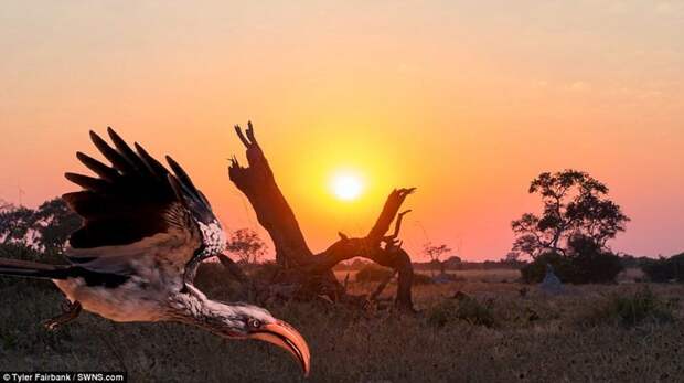 Фотограф показал сафари в Ботсване в гипнотическом таймлапс-видео ботсвана, видео, дикая природа, животные, красиво, таймлапс, фото, фотограф
