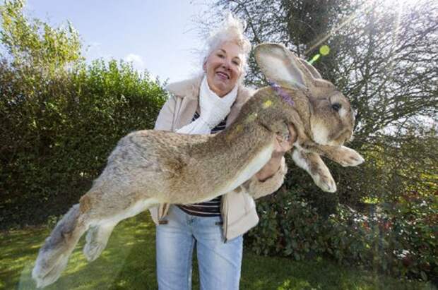 Крупнейший в мире кролик Дариус и его соперник, собственный сын Джефф (6 фото)