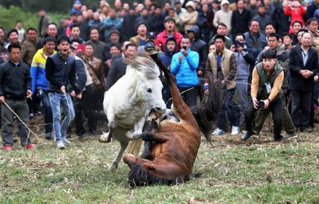 Традиционные лошадиные бои в Гуанси-Чжуанском автономном районе Китая