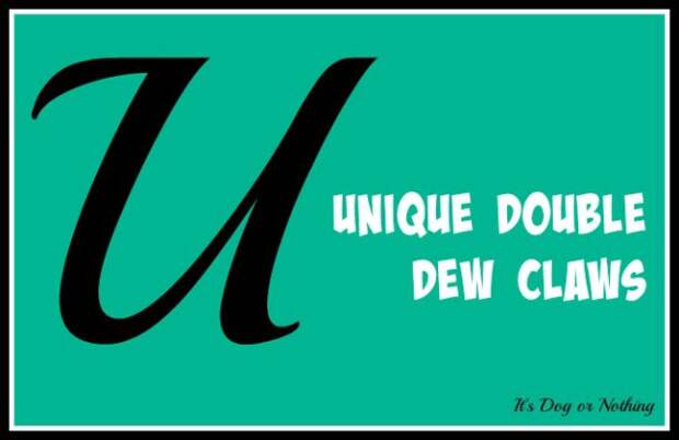 When it comes to giant breed health and nutrition, there's a lot that goes into raising a happy, healthy dog. We're going from A to Z talking about giant breed specific needs! Today, it's all about the unique double dew claws of the Great Pyrenees.