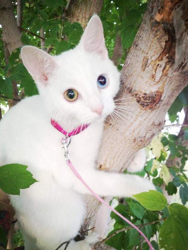 кошка на прогулке 