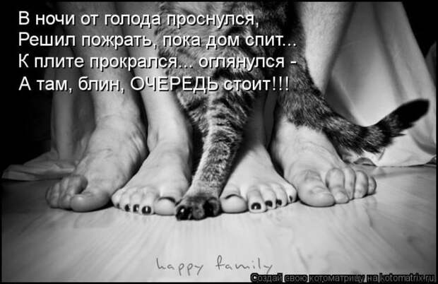 Лучшие котоматрицы недели (50 фото)