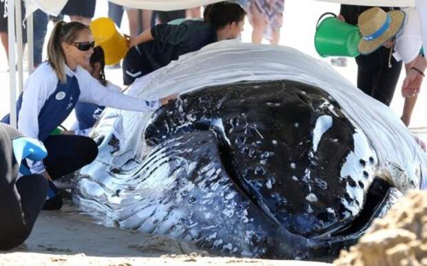 Спасение детёныша горбатого кита, застрявшего на отмели (16 фото)