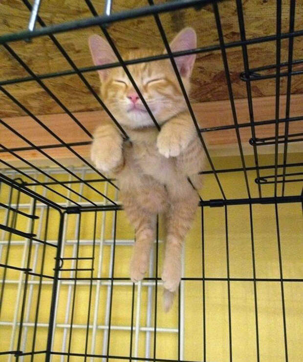 13. Ему удобно 13. Ему удобно котенок, сон