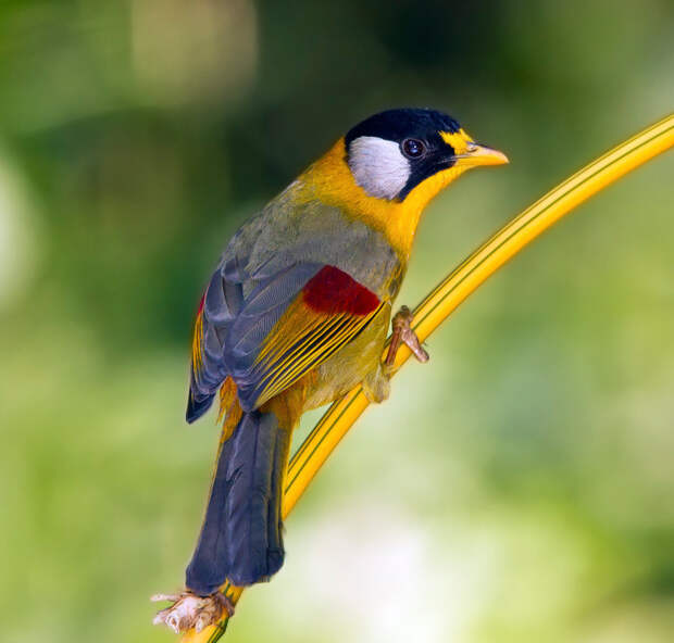 Красочный мир птиц
